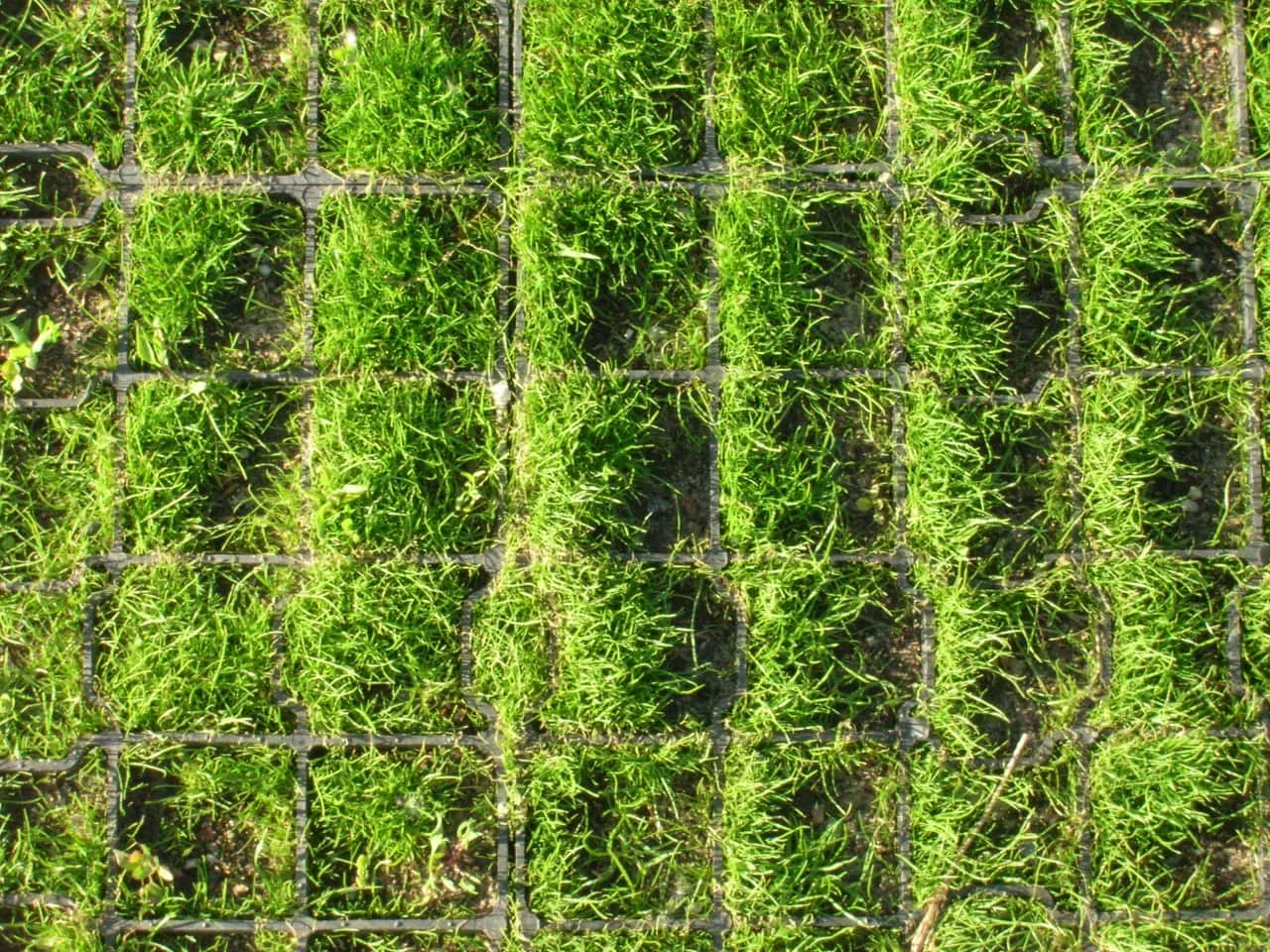 Jaka trawa na podjazd? Sprawdź, jak wybrać idealną trawę