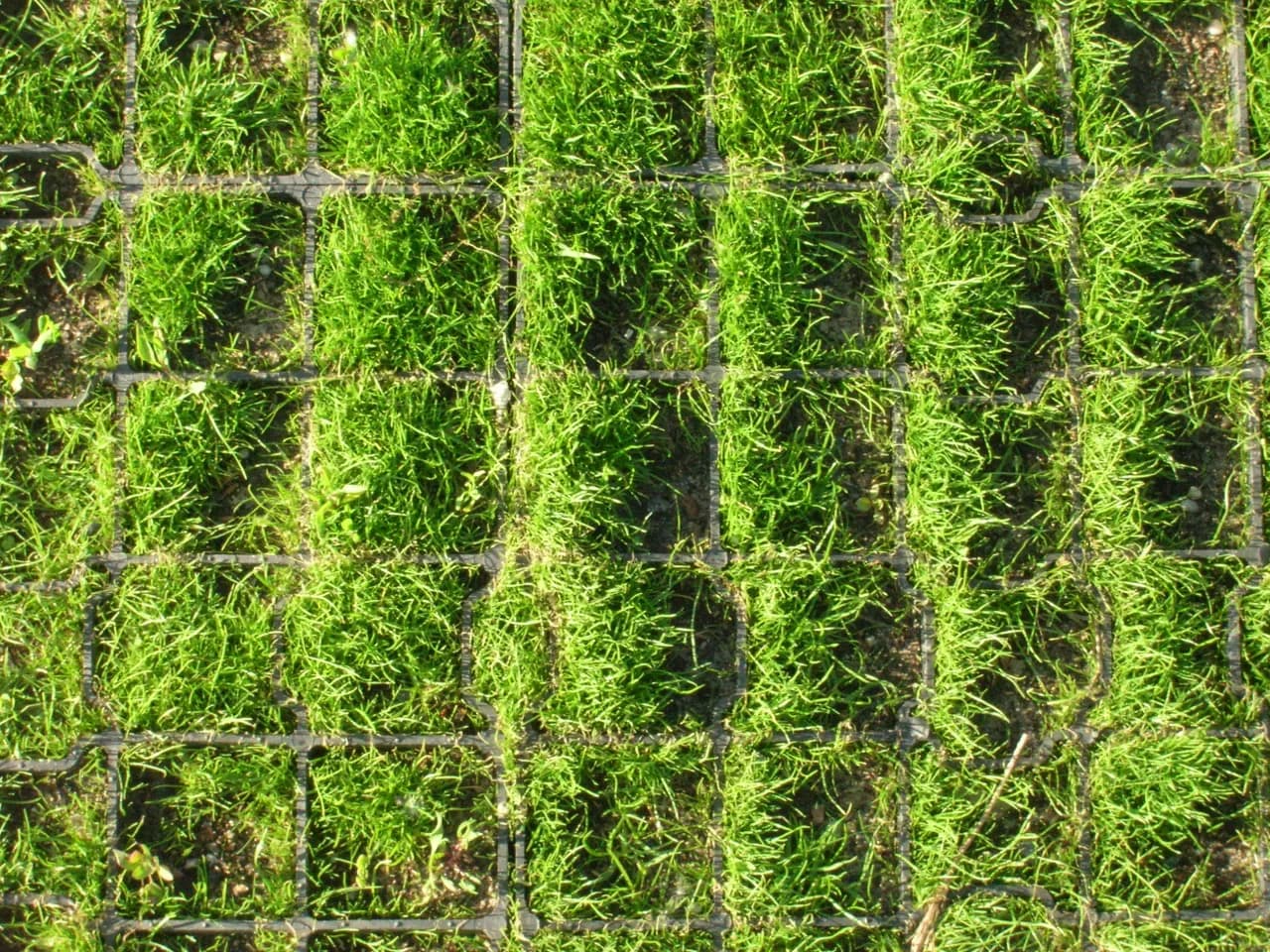 Jaka trawa na podjazd? Sprawdź, jak wybrać idealną trawę