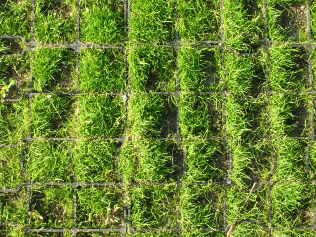 Jaka trawa na podjazd? Sprawdź, jak wybrać idealną trawę